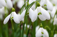 Snowdrop