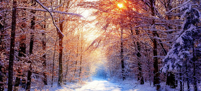 Woodland snow scene