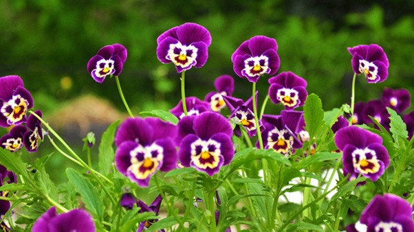 Pansies