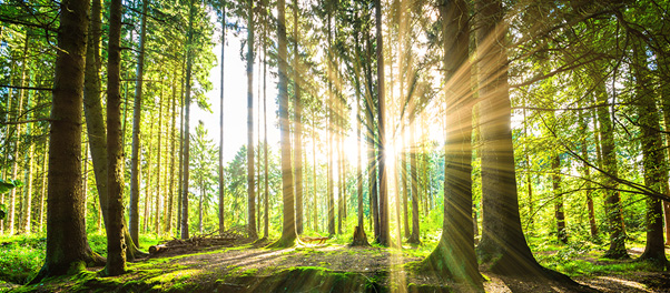 Light pouring into woodland scene