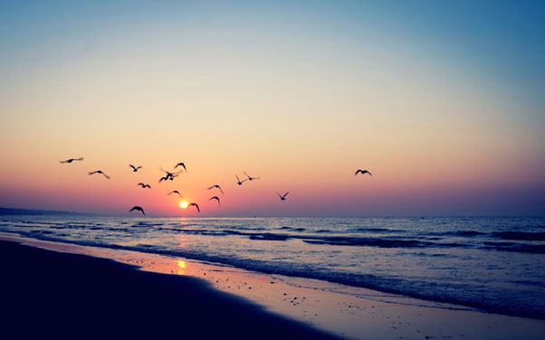Birds flying over sea at sunset