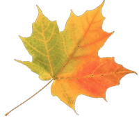 Autumn leaf