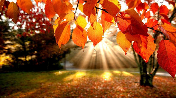 Autumn scene